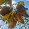 Magnolia hypoleuca in autumn