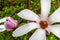 Magnolia kobus flower