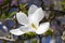 Magnolia Kobus `Norman Gould`