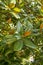 Magnolia leaves close-up in daylight