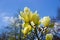 Magnolia light yellow