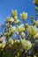 Magnolia light yellow