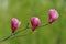 Magnolia liliflora Desr  bloom in early spring