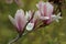 Magnolia liliflora Desr  bloom in early spring