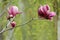 Magnolia liliflora Desr  bloom in early spring