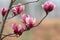 Magnolia liliflora Desr  bloom in early spring