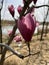 Magnolia liliflora Desr  bloom in early spring