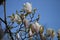 Magnolia liliflora flowers tree