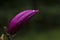 Magnolia liliiflora bulb with rain droplets