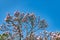 Magnolia lilliflora tree in bloom on blue sky in spring