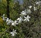 Magnolia x loebneri Kache, hybrid of two Magnolia species, Japanese Magnolia kobus and M. stellata