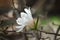 Magnolia loebneri Merrill, blossoming tree - close up