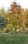 Magnolia Macrophylla in autumn at botanical garden