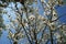 Magnolia, magnoliaceae, denudata is a flowering