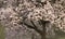 Magnolia Magnoliaceae flowering tree