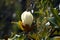 Magnolia - it is named after French botanist Pierre Magnol.
