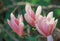 Magnolia in the park in the evening springtime. Natural blurred background. Pink magnolia buds. Scanned film image