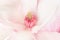 Magnolia, pink flower macro