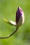 Magnolia pink flower tree flowers, close-up branch, closed bud, ryannya spring, new life