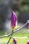 Magnolia pink flower tree flowers, close-up branch, closed bud, ryannya spring, new life