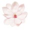 Magnolia, pink flower on white