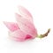 Magnolia, pink spring flower