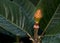 Magnolia seedpod, in nature, macro