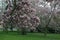 Magnolia soulangeana also called saucer magnolia flowering springtime tree with beautiful pink white flower on branches in bloom