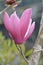 Magnolia soulangeana flower close up