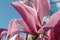 Magnolia soulangeana Flower on a twig blooming against clear blue sky at spring