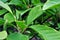 Magnolia soulangeana saucer magnolia green fruits, close up detail, soft green blurry leaves