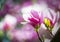 Magnolia soulangeana or saucer magnolia white pink blossom tree flower close up selective focus in botanical garden, Kharkov,