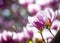 Magnolia soulangeana or saucer magnolia white pink blossom tree flower close up selective focus in botanical garden, Kharkov,