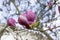 Magnolia soulangeana tree in bloom