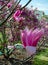 Magnolia `Spectrum` pink flower.