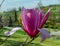 Magnolia `Spectrum` pink flower in spring