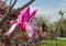 Magnolia `Spectrum` pink flower in spring