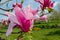 Magnolia `Spectrum` pink flower in spring