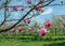 Magnolia `Spectrum` pink flower in spring