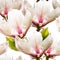 Magnolia spring flowers