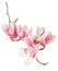 Magnolia, spring pink flower branch and buds