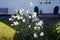 Magnolia stellata blooms with white flowers in April. Berlin, Germany