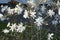 Magnolia stellata blooms with white flowers in April. Berlin, Germany