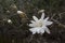 Magnolia stellata, white