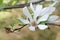 Magnolia stellata, white inflorescence of Star Magnolia