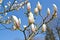 Magnolia Sulange flowers Magnolia soulangeana. Closeup