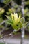 Magnolia Sunburst with deep yellow star-like flower