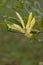 Magnolia Sunburst with deep yellow starry flower