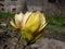 Magnolia \\\'Sunsation\\\' blooming with upright, golden yellow flowers with a rosy-purple blushed base in spring