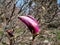 Magnolia \\\'Susan\\\' blooming with fragrant reddish-purple flowers in spring